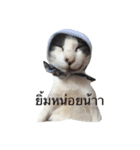 KodKham Cat（個別スタンプ：1）