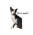 KodKham Cat（個別スタンプ：3）