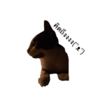 KodKham Cat（個別スタンプ：4）