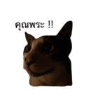 KodKham Cat（個別スタンプ：5）