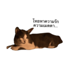 KodKham Cat（個別スタンプ：7）