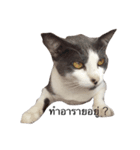 KodKham Cat（個別スタンプ：8）
