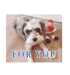Merry Christmas My Schnauzer（個別スタンプ：1）