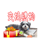 Merry Christmas My Schnauzer（個別スタンプ：2）