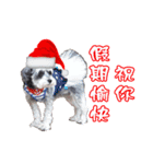 Merry Christmas My Schnauzer（個別スタンプ：3）