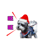 Merry Christmas My Schnauzer（個別スタンプ：4）