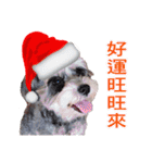 Merry Christmas My Schnauzer（個別スタンプ：6）