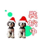 Merry Christmas My Schnauzer（個別スタンプ：7）