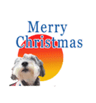 Merry Christmas My Schnauzer（個別スタンプ：9）