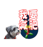 Merry Christmas My Schnauzer（個別スタンプ：10）