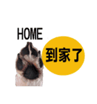 Merry Christmas My Schnauzer（個別スタンプ：12）