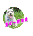 Merry Christmas My Schnauzer（個別スタンプ：14）