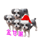 Merry Christmas My Schnauzer（個別スタンプ：15）