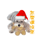 Merry Christmas My Schnauzer（個別スタンプ：16）