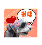 Merry Christmas My Schnauzer（個別スタンプ：17）