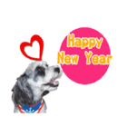 Merry Christmas My Schnauzer（個別スタンプ：19）