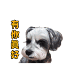 Merry Christmas My Schnauzer（個別スタンプ：21）