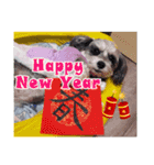 Merry Christmas My Schnauzer（個別スタンプ：22）