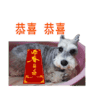 Merry Christmas My Schnauzer（個別スタンプ：23）