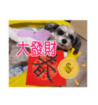Merry Christmas My Schnauzer（個別スタンプ：24）
