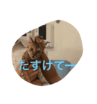 ♡ベルちゃんスタンプ♡（個別スタンプ：3）