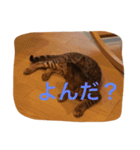 ♡ベルちゃんスタンプ♡（個別スタンプ：4）