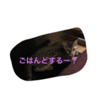 ♡ベルちゃんスタンプ♡（個別スタンプ：7）