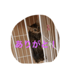 ♡ベルちゃんスタンプ♡（個別スタンプ：8）