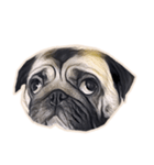 Tomu The Pug（個別スタンプ：4）