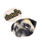 Tomu The Pug（個別スタンプ：6）