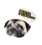 Tomu The Pug（個別スタンプ：7）