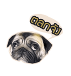 Tomu The Pug（個別スタンプ：8）