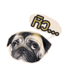 Tomu The Pug（個別スタンプ：9）