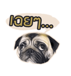 Tomu The Pug（個別スタンプ：10）