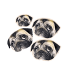 Tomu The Pug（個別スタンプ：13）