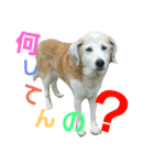 動物ランド（個別スタンプ：5）