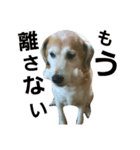 動物ランド（個別スタンプ：6）