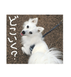 日本スピッツ モンロー（個別スタンプ：4）