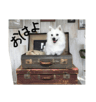日本スピッツ モンロー（個別スタンプ：6）