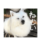 日本スピッツ モンロー（個別スタンプ：7）