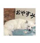 日本スピッツ モンロー（個別スタンプ：9）