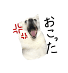 日本スピッツ モンロー（個別スタンプ：10）