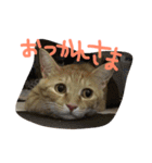 cocoa♡（個別スタンプ：16）