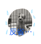 Clear's reply（個別スタンプ：1）