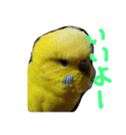 セキセイインコのリコちゃん（個別スタンプ：1）