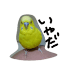 セキセイインコのリコちゃん（個別スタンプ：2）