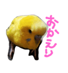 セキセイインコのリコちゃん（個別スタンプ：3）