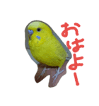 セキセイインコのリコちゃん（個別スタンプ：4）