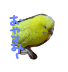 セキセイインコのリコちゃん（個別スタンプ：5）