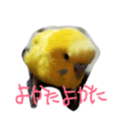 セキセイインコのリコちゃん（個別スタンプ：6）